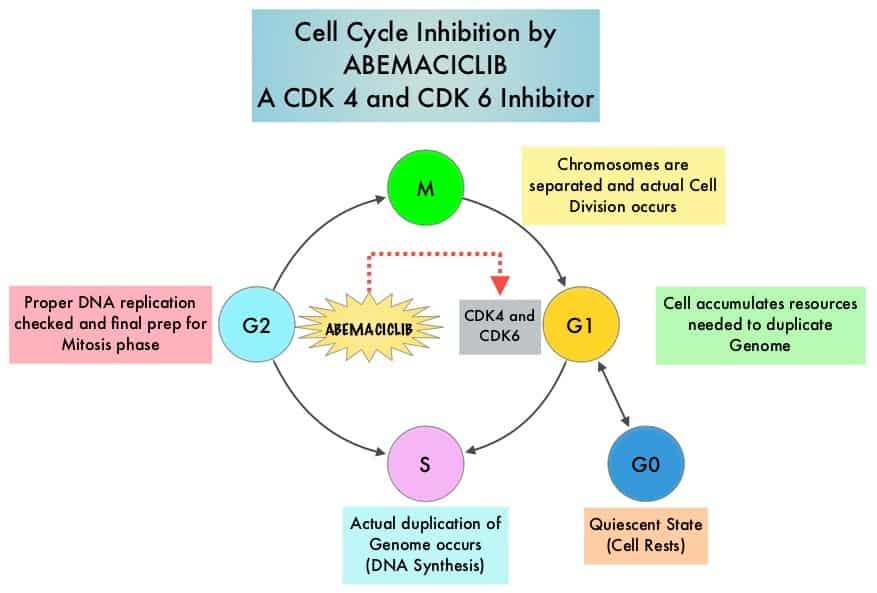 Healthcare Technology - Breast Cancer cell cycle